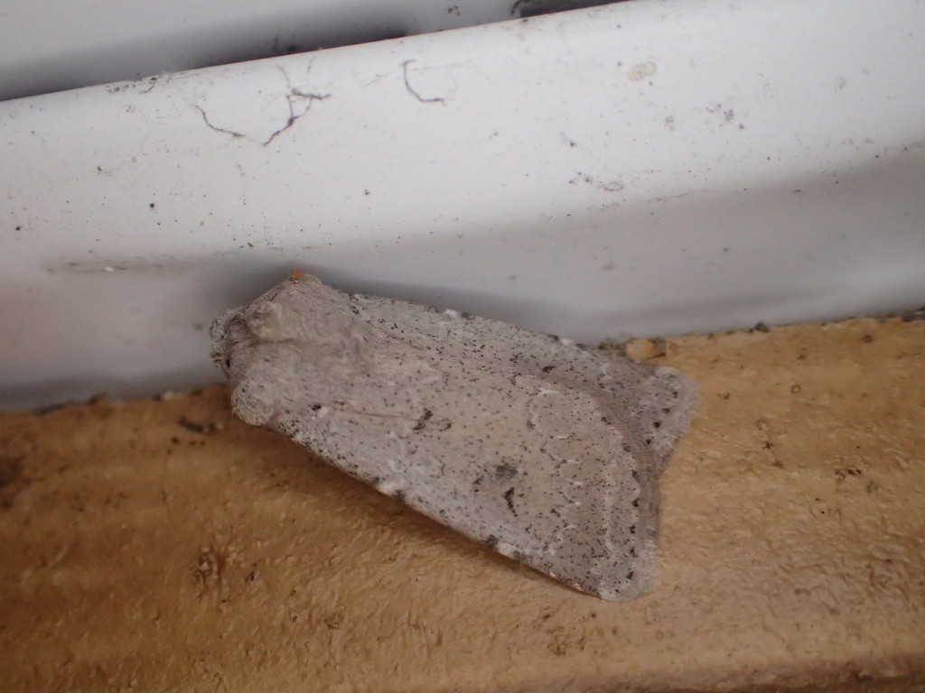 Old Man Dart Moth