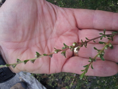 Kunzea amathicola