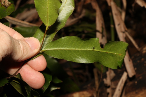 Image of Meiogyne stenopetala by (c) Greg Tasney, some rights reserved (CC BY-SA)