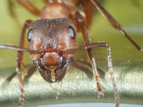 Blood-red Field Ant, photo 5 of 10
