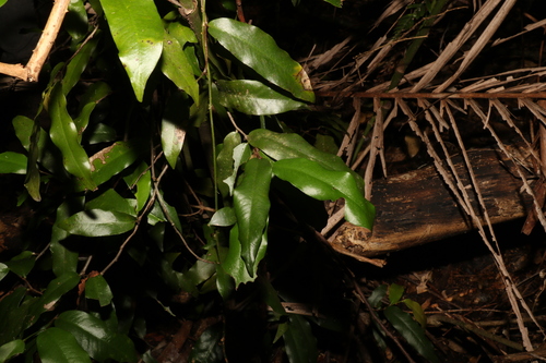 Image of Meiogyne stenopetala by (c) Greg Tasney, some rights reserved (CC BY-SA)