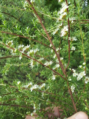Kunzea amathicola