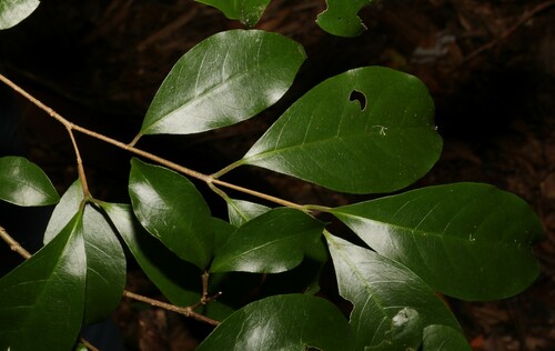 Image of Hodgkinsonia ovatiflora by (c) Greg Tasney, some rights reserved (CC BY-SA)