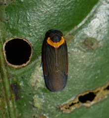 Plectoderes collaris