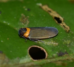 Plectoderes collaris