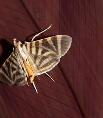 Spilomela perspicata