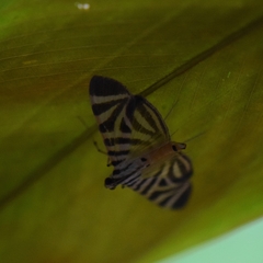 Spilomela perspicata