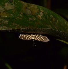 Spilomela perspicata