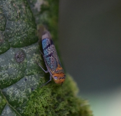 Amblyscarta invenusta