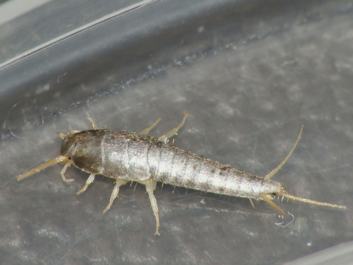 Common Silverfish, photo 4 of 10