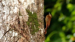 Glyphorynchus spirurus