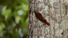 Glyphorynchus spirurus