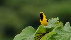 Icterus mesomelas