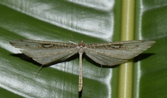 Macrosoma tipulata
