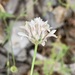 Cephalaria setosa - Photo 由 Arya Aras 所上傳的 (c) Arya Aras，保留部份權利CC BY-NC