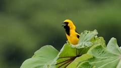 Icterus mesomelas