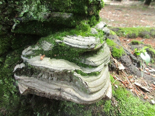 観察された菌類