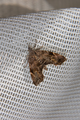 Asterivora combinatana