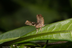 Asterivora combinatana