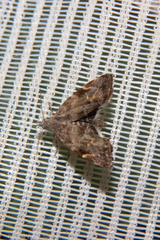 Asterivora combinatana