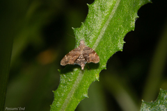 Asterivora combinatana