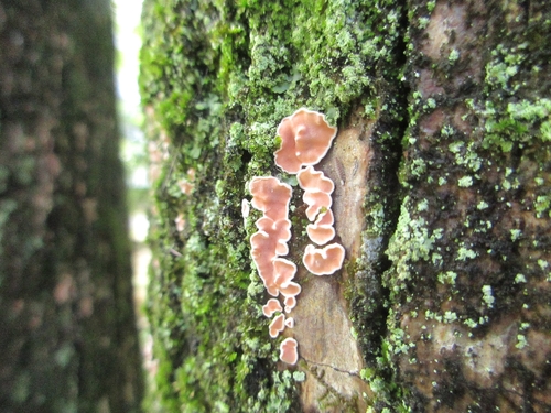 観察された菌類