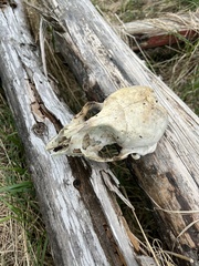 Common Seal