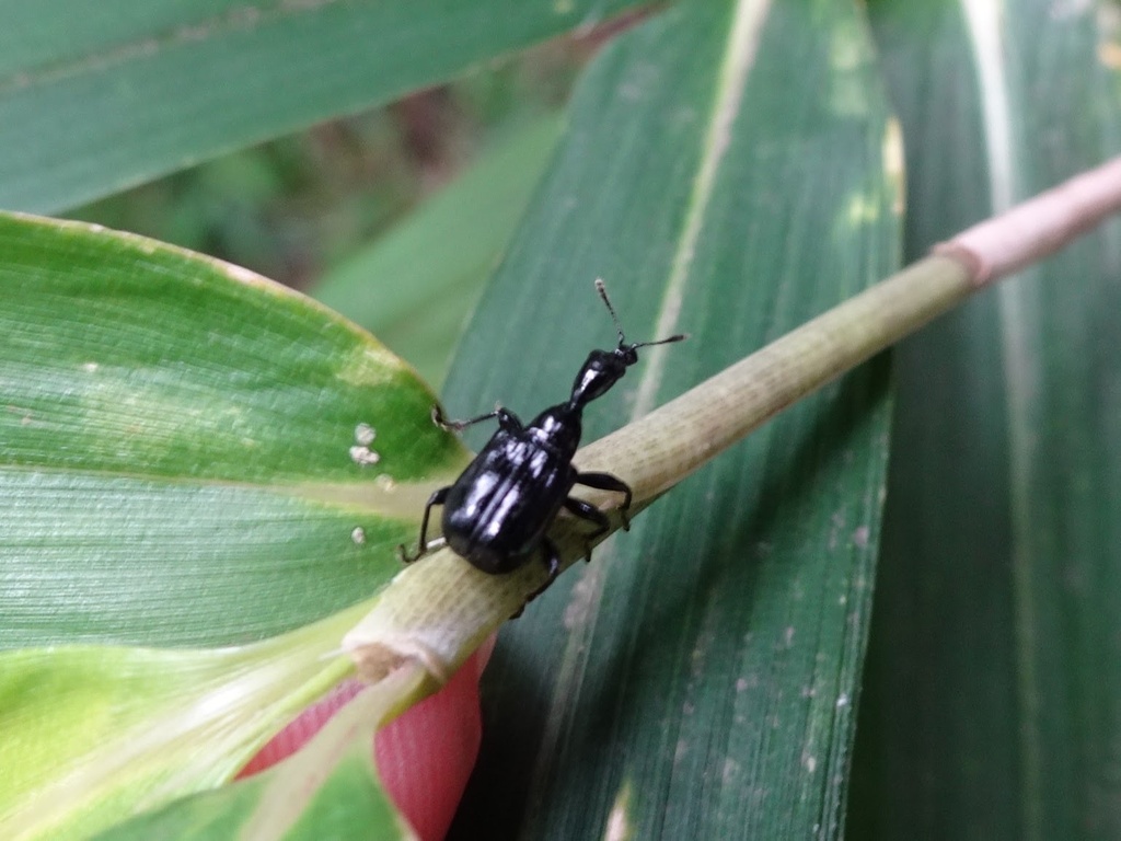 Compsapoderus erythrogaster from 東京農業大学 厚木キャンパス, 厚木市, 神奈川県, JP on May ...