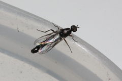 Pseudatrichia