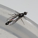 Pseudatrichia - Photo (c) James Bailey, some rights reserved (CC BY-NC), uploaded by James Bailey
