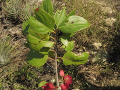 Wimmeria microphylla