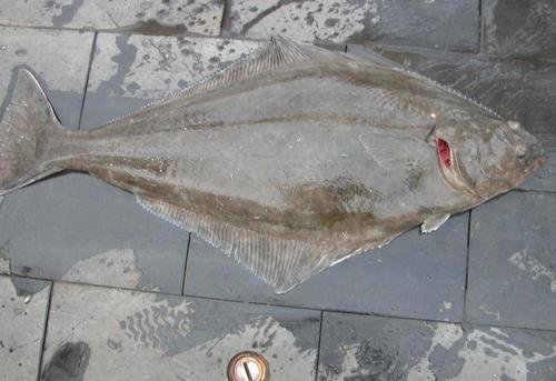 Atlantic Halibut