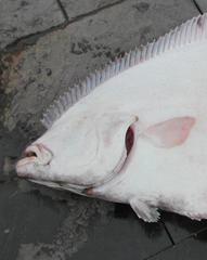 Hippoglossus hippoglossus
