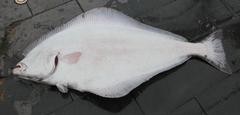 Hippoglossus hippoglossus