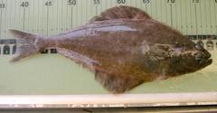 Hippoglossus hippoglossus
