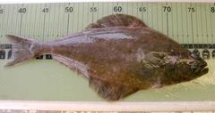 Hippoglossus hippoglossus