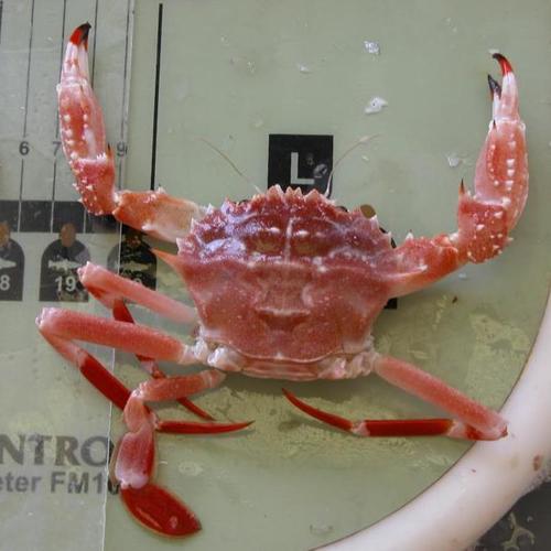 Representative image of Bathynectes