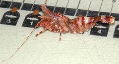 Lebbeus groenlandicus