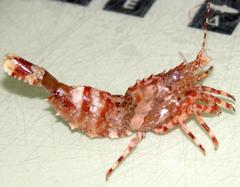 Lebbeus groenlandicus