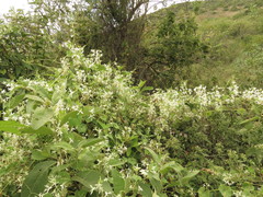 Echinopepon pringlei