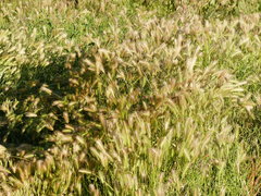 Hordeum murinum murinum