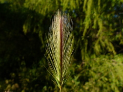 Hordeum murinum murinum