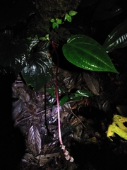 Monolena primuliflora