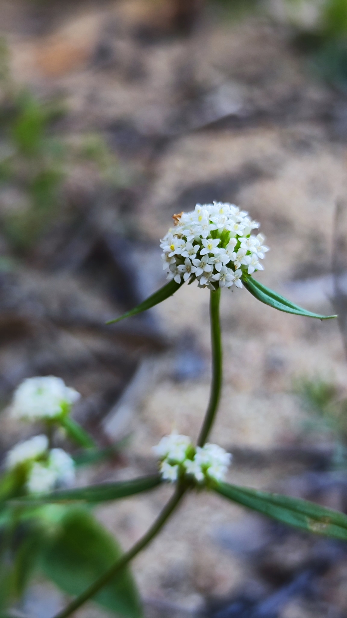 Mitracarpus baturitensis