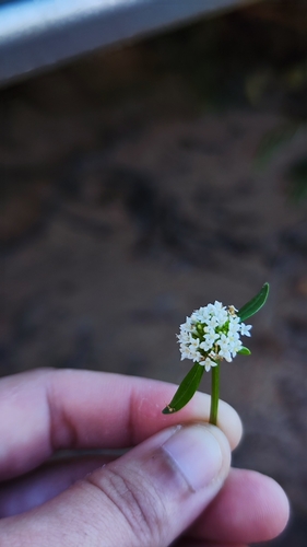 Image of Mitracarpus Baturitensis (Mitracarpus baturitensis) by (c) Ana Caroline Lima, some rights reserved (CC BY)
