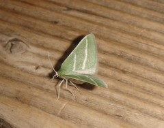 Synchlora bistriaria