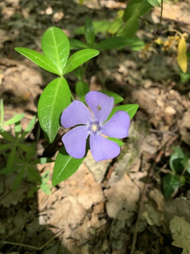 Mali zimzelen (Vinca minor)