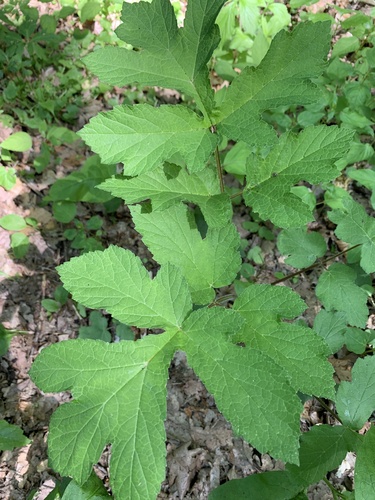 boľševník borščový (Heracleum sphondylium)
