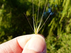 Hordeum murinum murinum