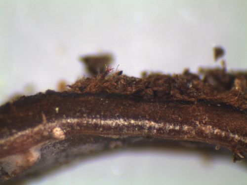 Metuloidea rhinocephala image